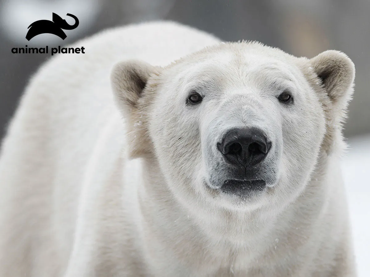 Prime 3D Puzzles - Animal Planet - Polar Bear 48 pcs Puzzle with Plush